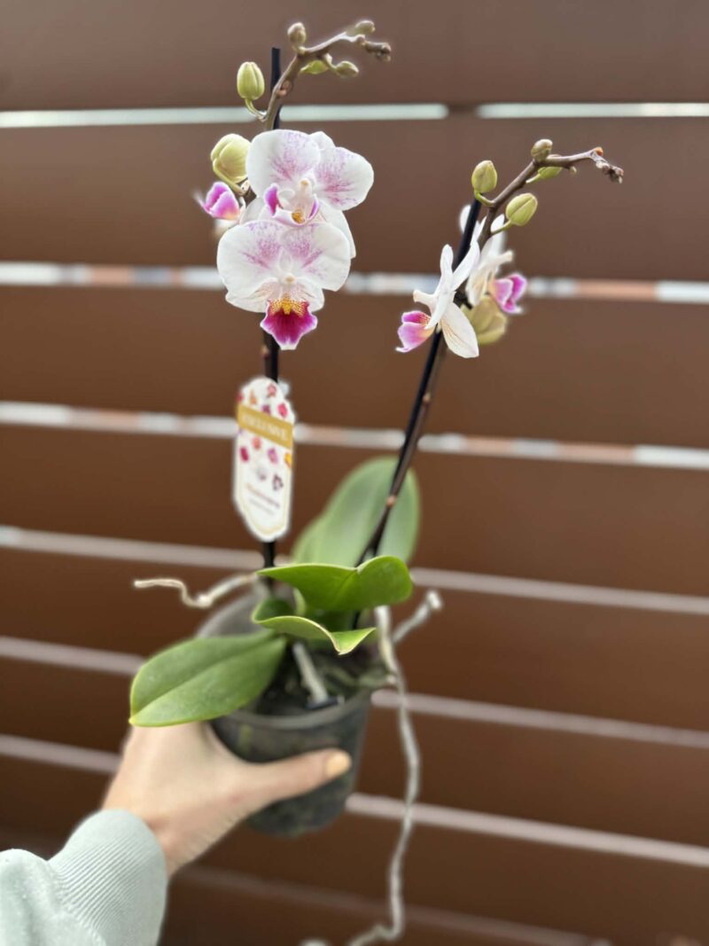Phalaenopsis Limited 20 | Storczyk