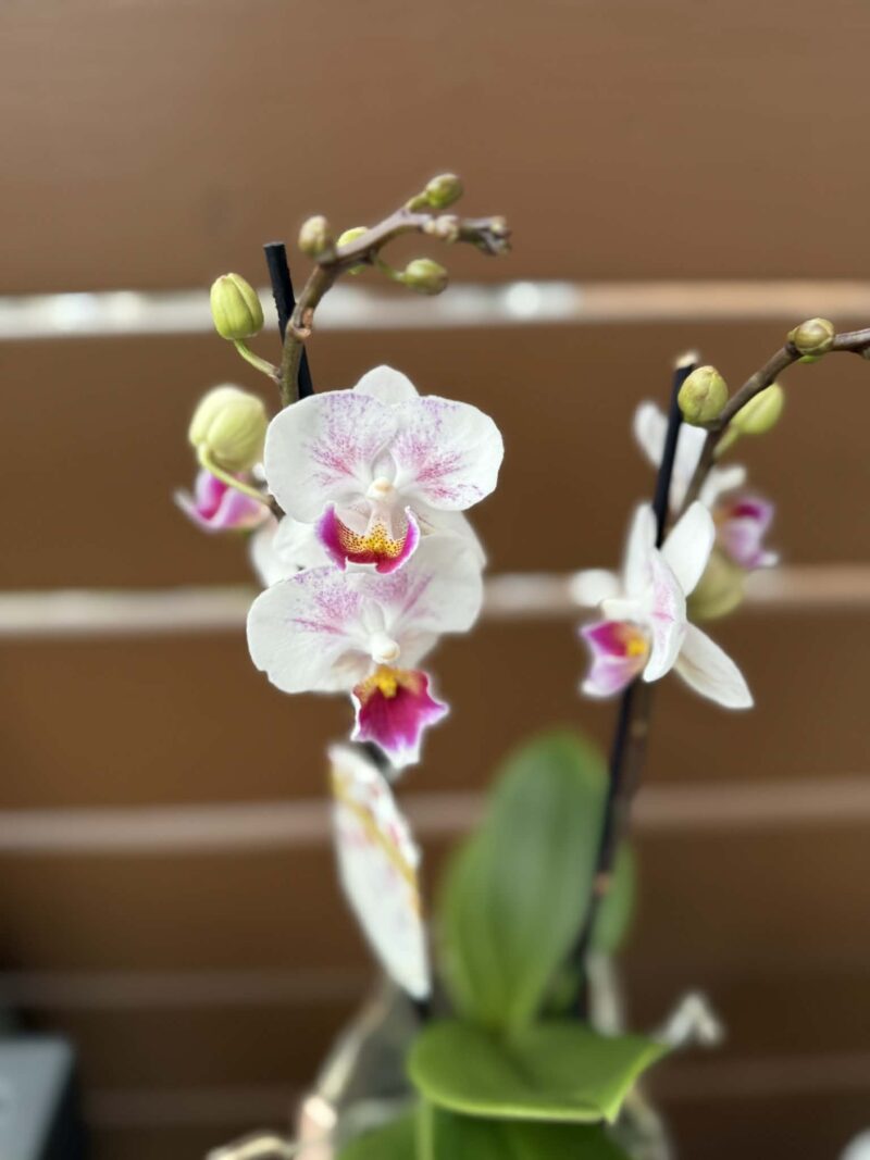 Phalaenopsis Limited 20 | Storczyk
