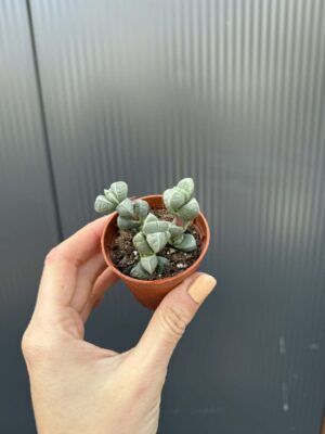 Delosperma lehmannii