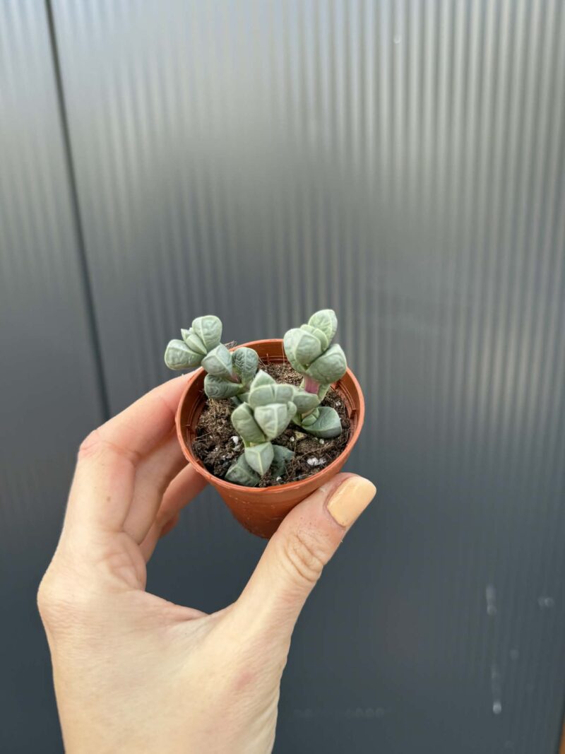 Delosperma lehmannii