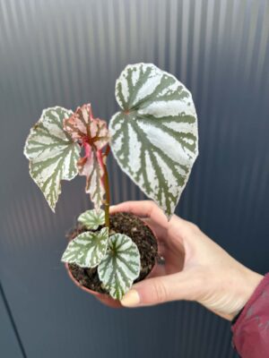 Begonia ‘Looking Glass’