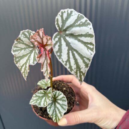 Begonia ‘Looking Glass’