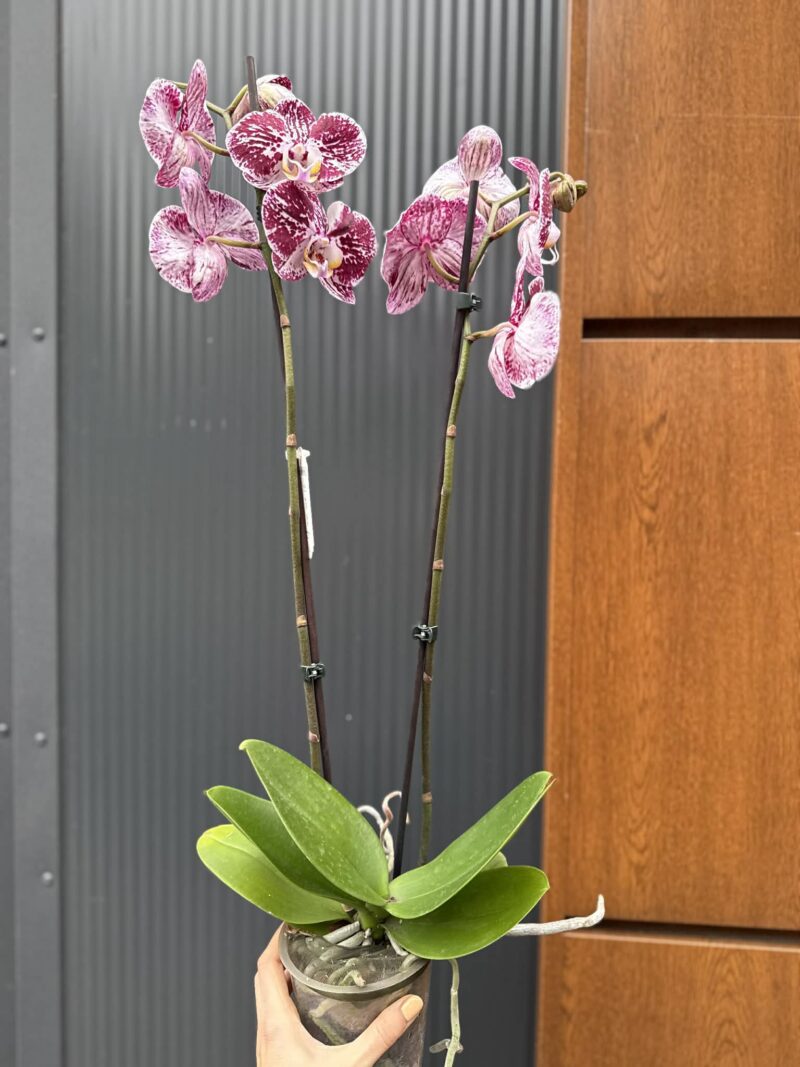phalaenopsis chocolate | Storczyk