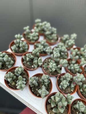 Delosperma lehmannii