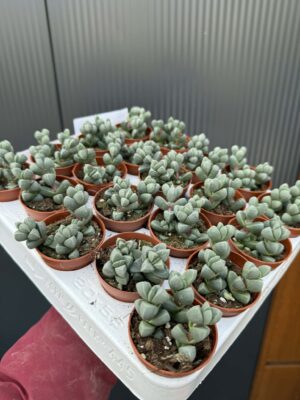 Delosperma lehmannii