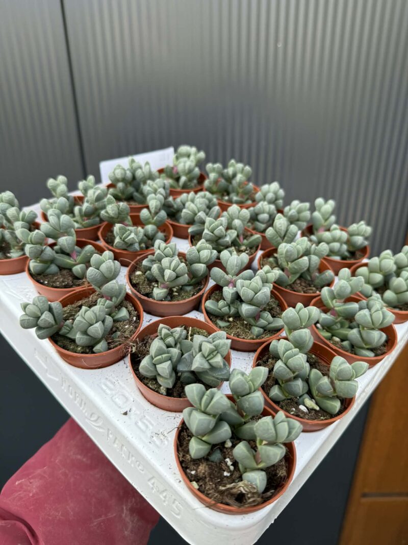 Delosperma lehmannii