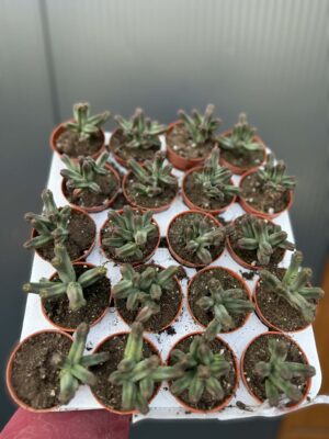 Crassula pyramidalis