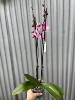 Phalaenopsis Cadillac Peloric | Storczyk