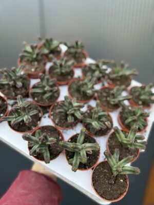 Crassula pyramidalis