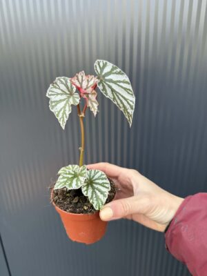 Begonia ‘Looking Glass’