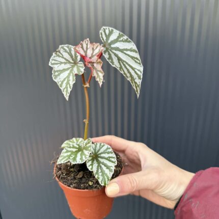 Begonia ‘Looking Glass’