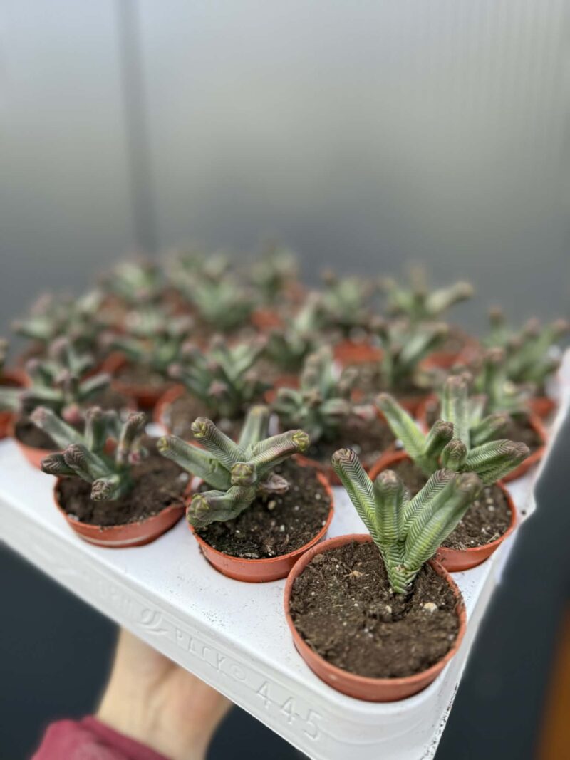 Crassula pyramidalis