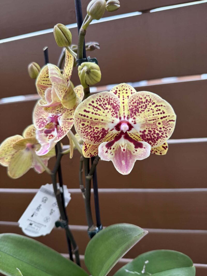 Phalaenopsis Peach big lip | Storczyk