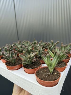 Crassula pyramidalis