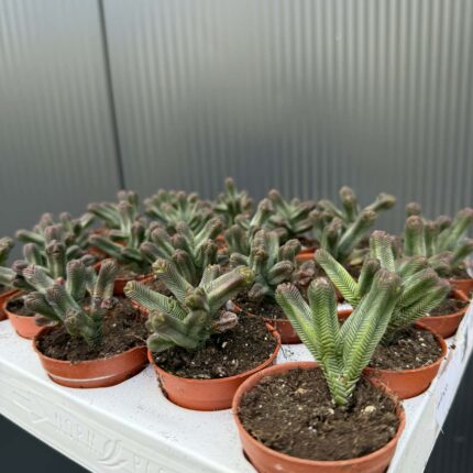 Crassula pyramidalis