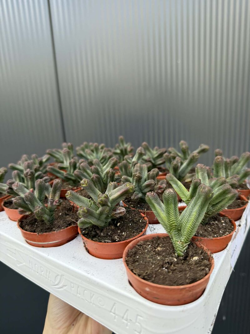 Crassula pyramidalis