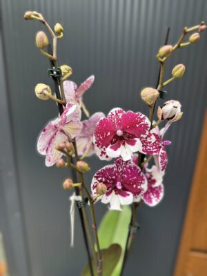 Phalaenopsis ‘Limited 85’ | Storczyk