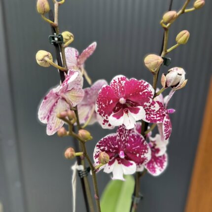 Phalaenopsis ‘Limited 85’ | Storczyk