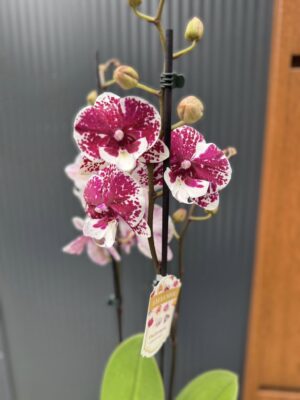 Phalaenopsis ‘Limited 85’ | Storczyk