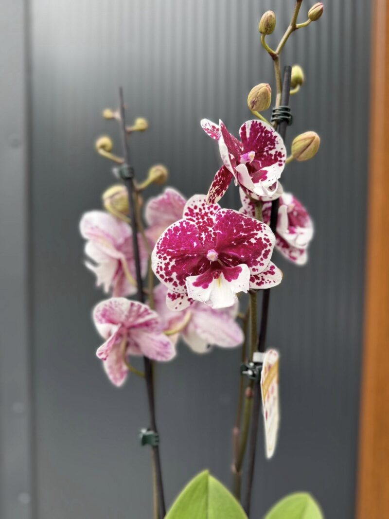 Phalaenopsis ‘Limited 85’ | Storczyk
