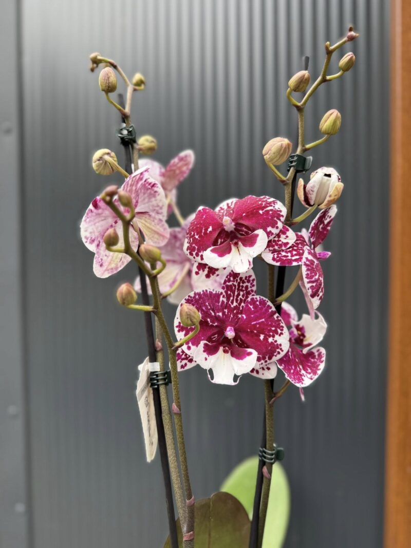 Phalaenopsis ‘Limited 85’ | Storczyk
