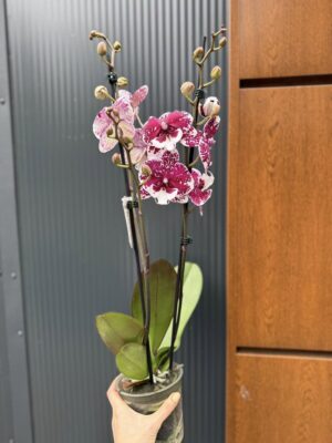 Phalaenopsis ‘Limited 85’ | Storczyk