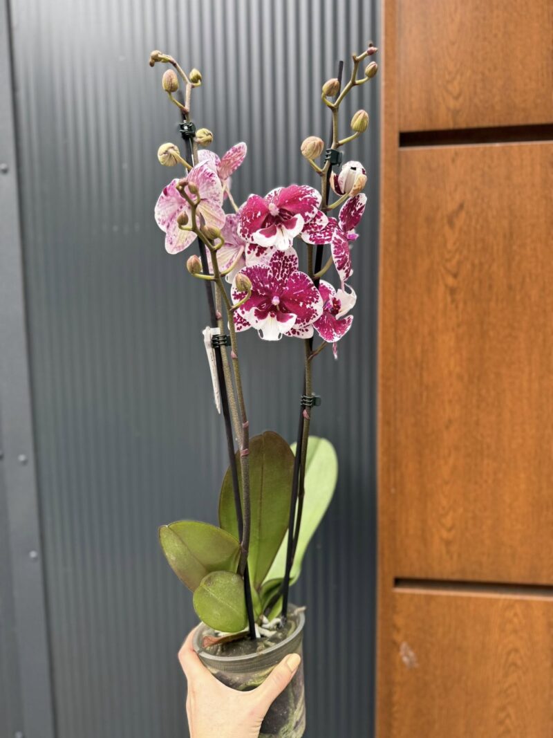 Phalaenopsis ‘Limited 85’ | Storczyk