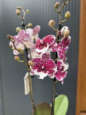 Phalaenopsis ‘Limited 85’ | Storczyk