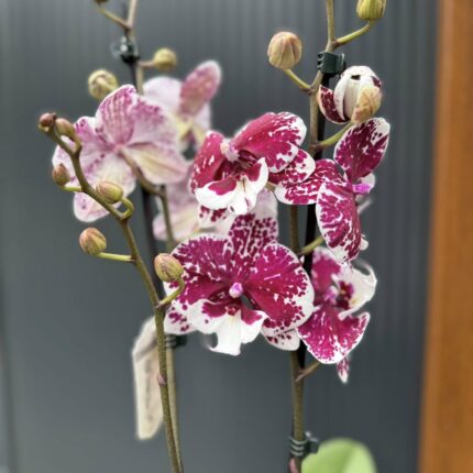Phalaenopsis ‘Limited 85’ | Storczyk