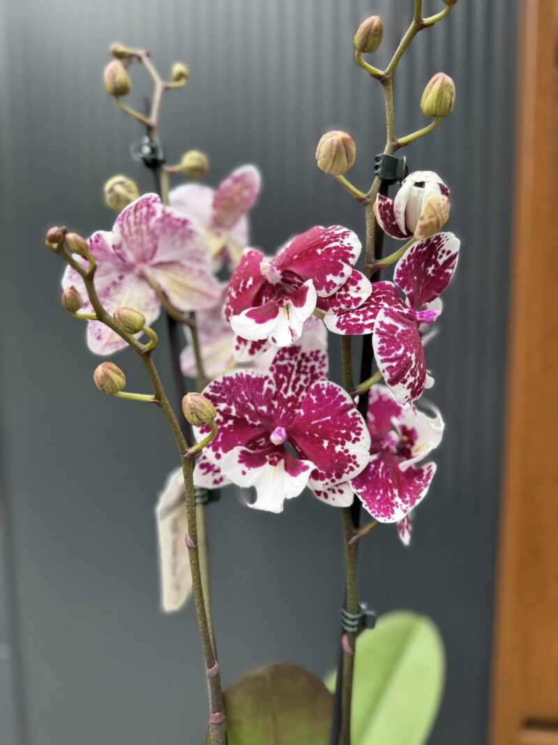 Phalaenopsis ‘Limited 85’ | Storczyk