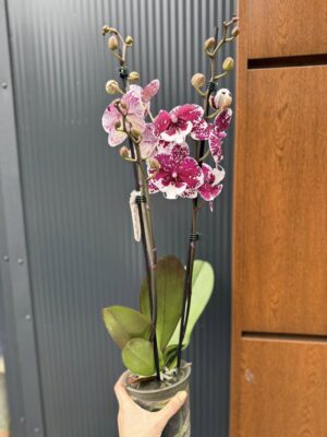 Phalaenopsis ‘Limited 85’ | Storczyk