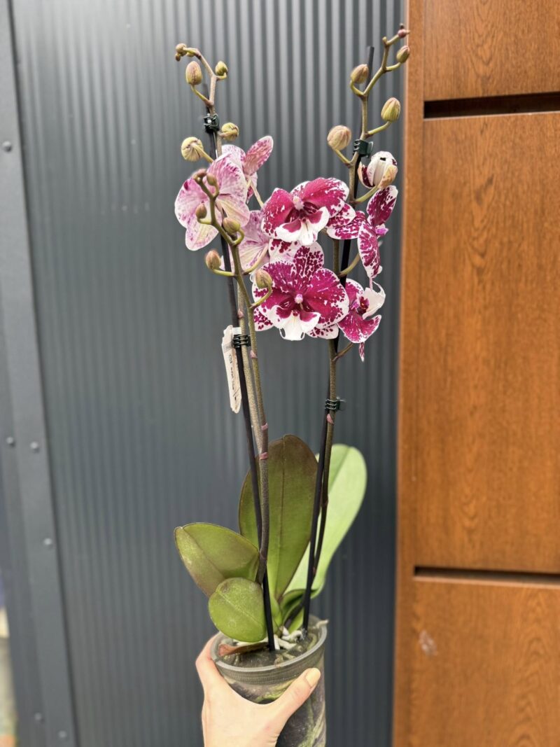 Phalaenopsis ‘Limited 85’ | Storczyk