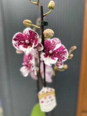 Phalaenopsis ‘Limited 85’ | Storczyk
