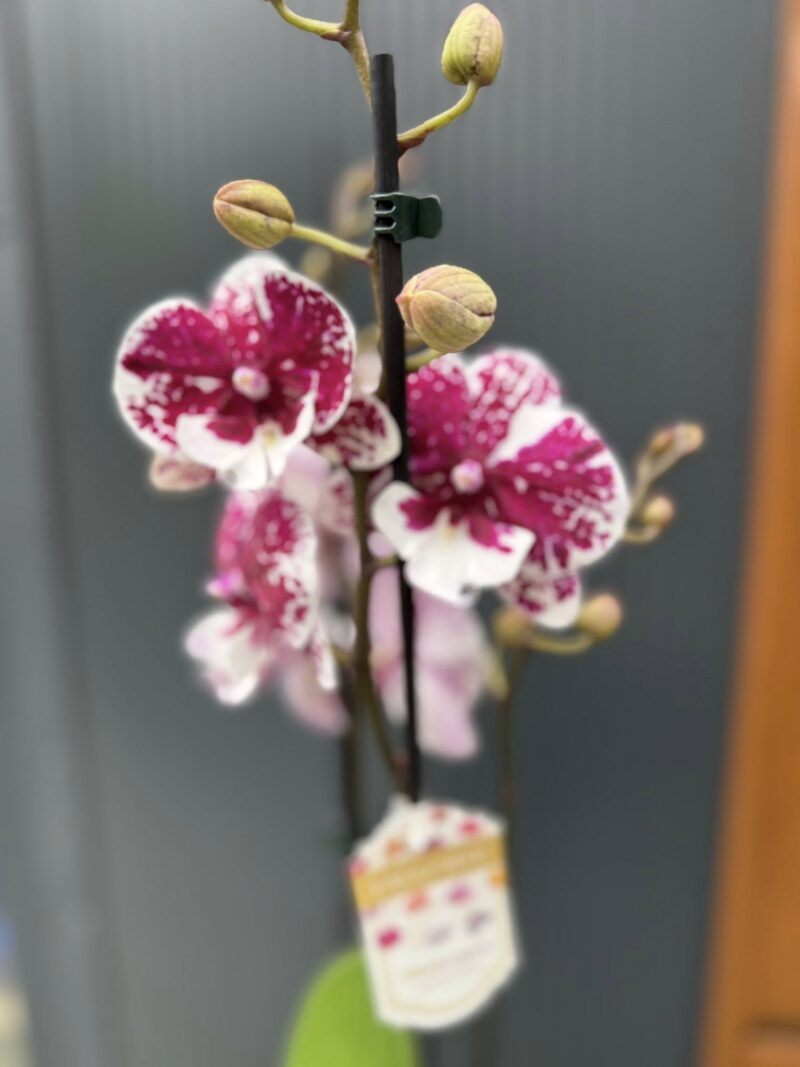 Phalaenopsis ‘Limited 85’ | Storczyk