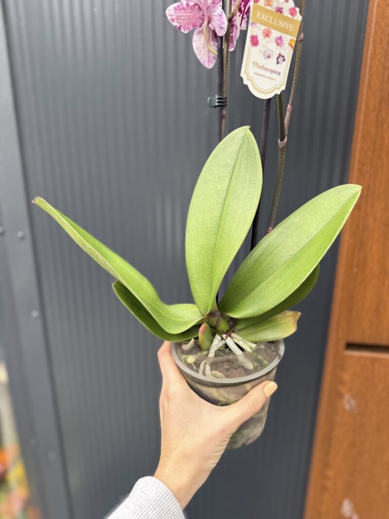 Phalaenopsis ‘Limited 85’ | Storczyk