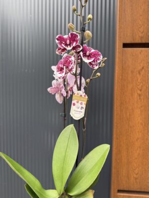 Phalaenopsis ‘Limited 85’ | Storczyk