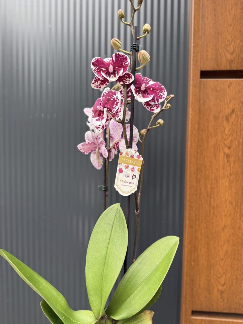 Phalaenopsis ‘Limited 85’ | Storczyk