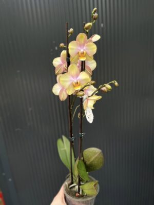 Phalaenopsis Sparks hybrid | Storczyk