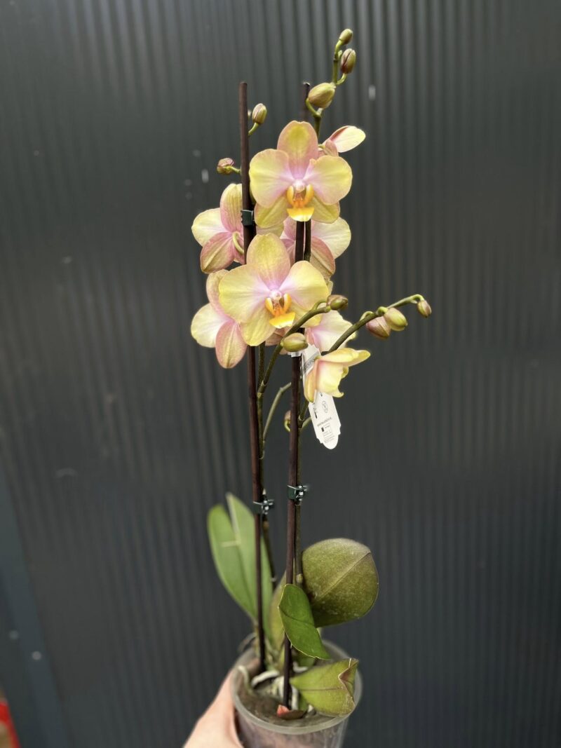 Phalaenopsis Sparks hybrid | Storczyk