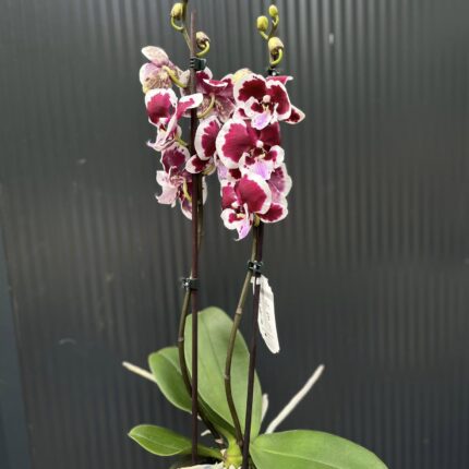 Phalaenopsis Limited 50 | Storczyk
