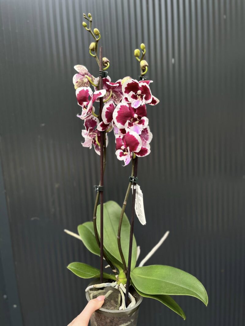 Phalaenopsis Limited 50 | Storczyk