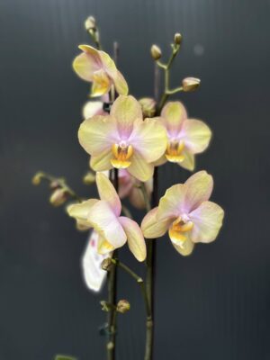 Phalaenopsis Sparks hybrid | Storczyk
