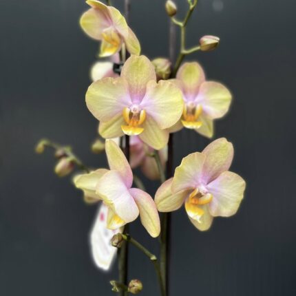 Phalaenopsis Sparks hybrid | Storczyk