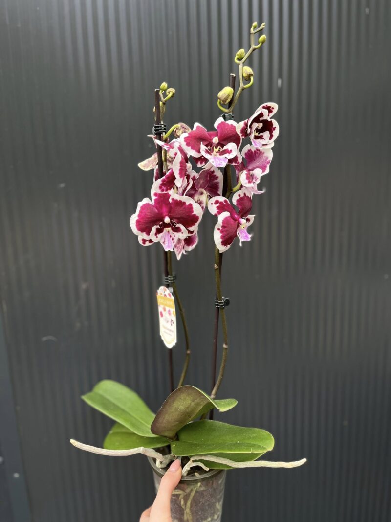 Phalaenopsis Limited 50 | Storczyk