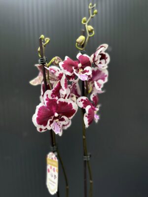 Phalaenopsis Limited 50 | Storczyk