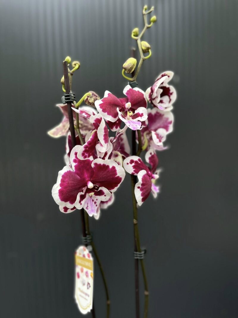Phalaenopsis Limited 50 | Storczyk