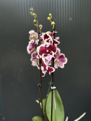 Phalaenopsis Limited 50 | Storczyk