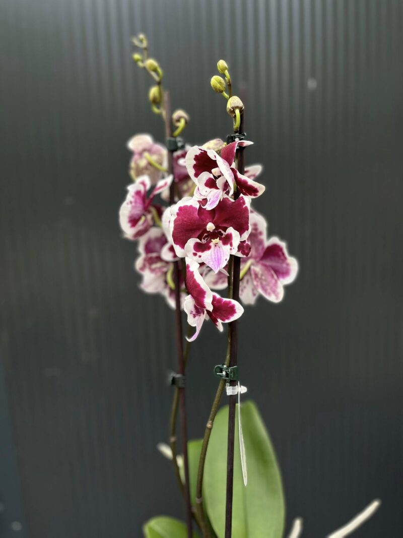 Phalaenopsis Limited 50 | Storczyk