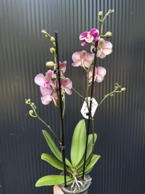 Phalaenopsis ‘Johana Big Lip’ | Storczyk
