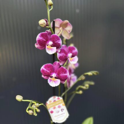 Phalaenopsis ‘Johana Big Lip’ | Storczyk
